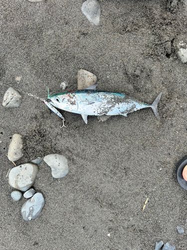 ソウダガツオの釣果