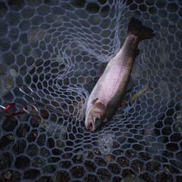 トラウトサーモン