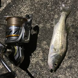 セイゴ(タイリクスズキ)