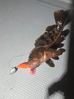 アコウの釣果