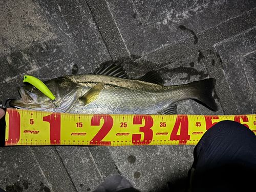 シーバスの釣果