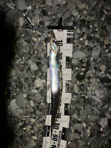 タチウオの釣果