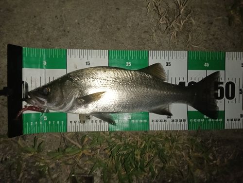フッコ（ヒラスズキ）の釣果