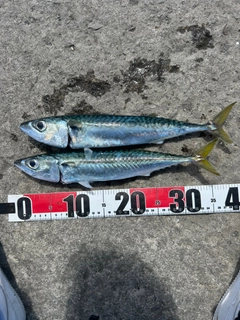 サバの釣果