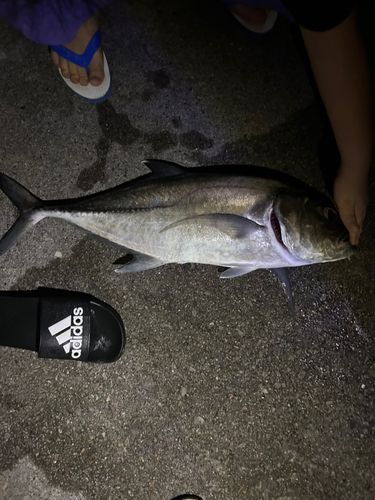 ギンガメアジの釣果