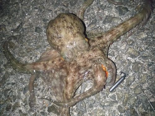 タコの釣果