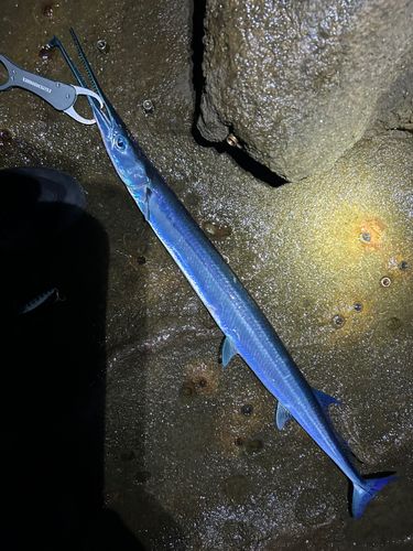 ダツの釣果