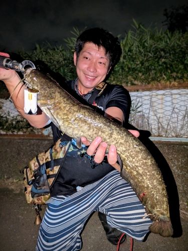 マナマズの釣果