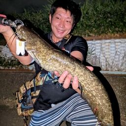 マナマズ