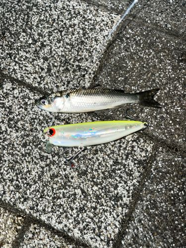 ボラの釣果