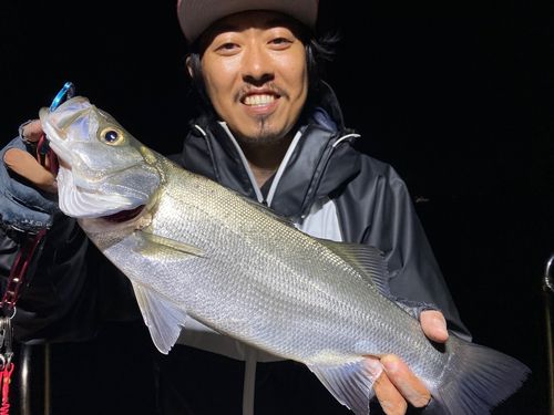 フッコ（ヒラスズキ）の釣果