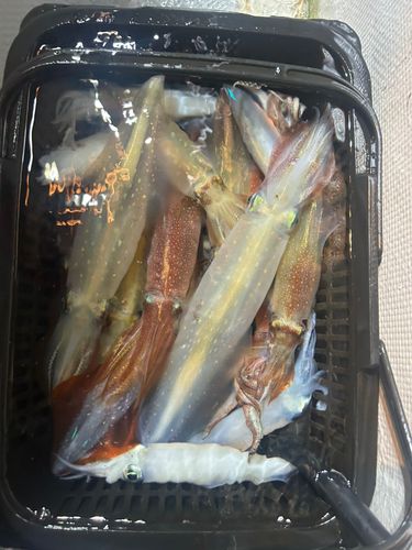 シロイカの釣果