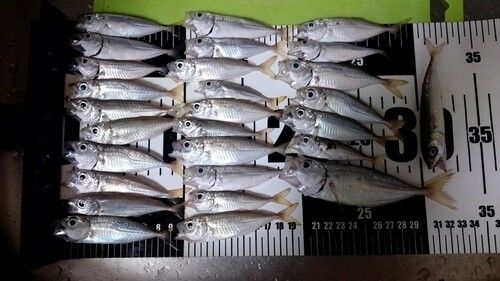 アジの釣果