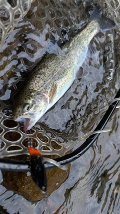 ニジマスの釣果