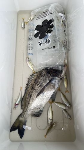 チヌの釣果