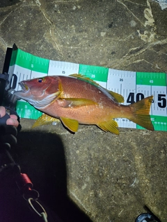 シブダイの釣果