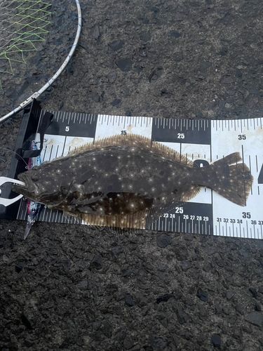 ソゲの釣果