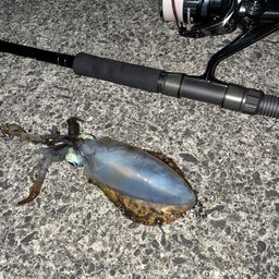アオリイカ