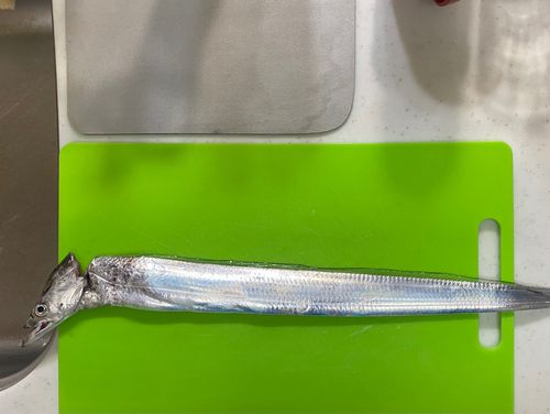 タチウオの釣果