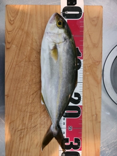 ショゴの釣果