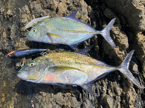 カスミアジの釣果