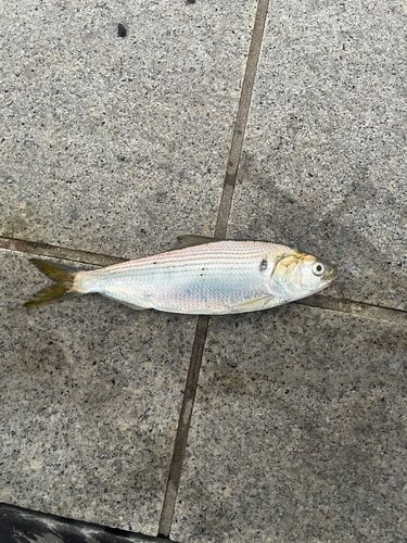 コノシロの釣果