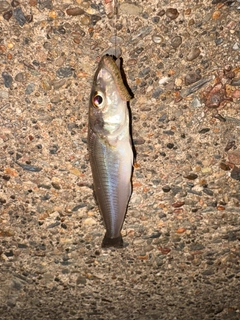 シロギスの釣果