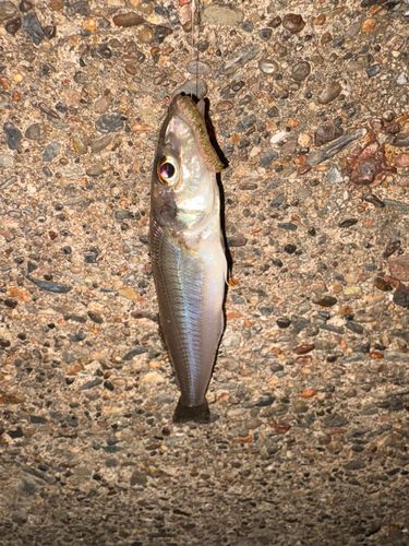 シロギスの釣果