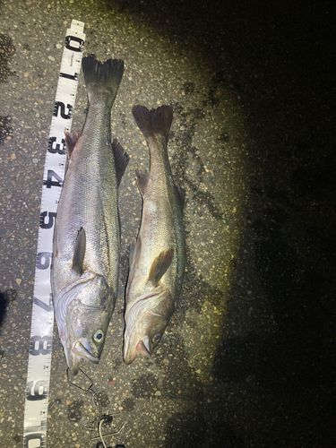シーバスの釣果