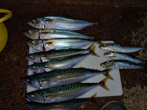 マサバの釣果
