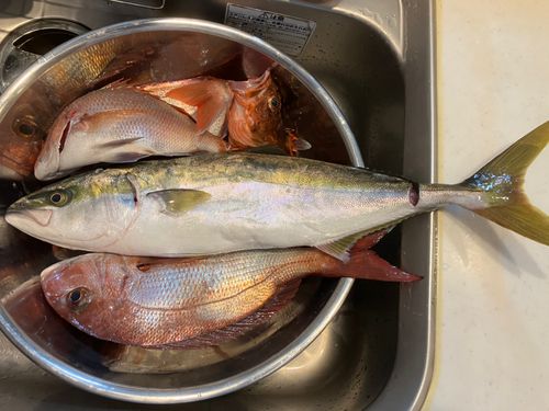タイの釣果