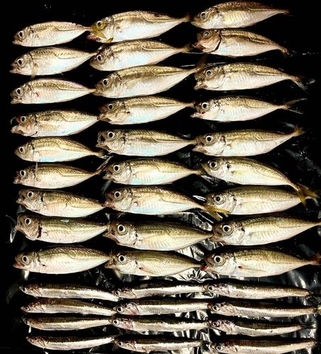 アジの釣果