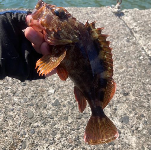 カサゴの釣果