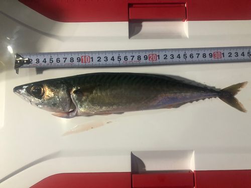 サバの釣果