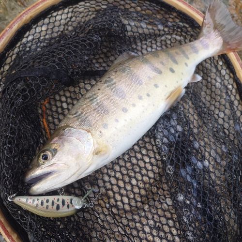 ヤマメの釣果