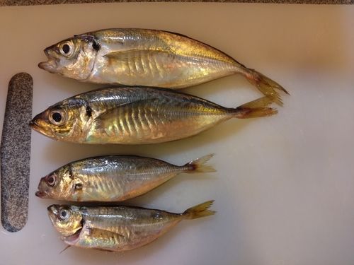 マアジの釣果