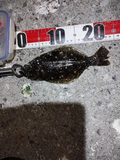 ソゲの釣果