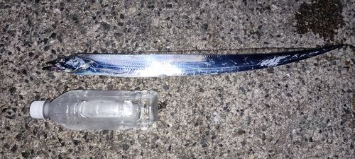 タチウオの釣果