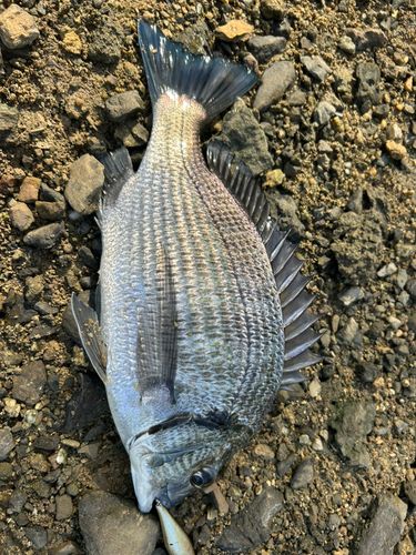 ミナミクロダイの釣果