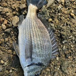 ミナミクロダイ