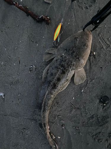 マゴチの釣果