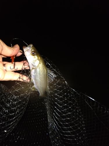 セイゴ（マルスズキ）の釣果