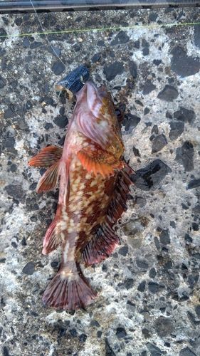 カサゴの釣果