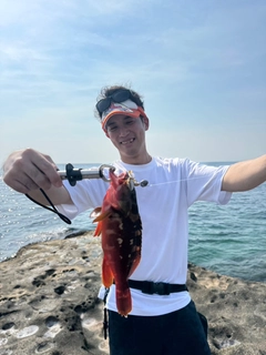 アカハタの釣果