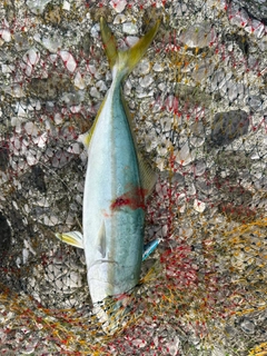 ハマチの釣果