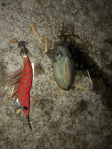 コウイカの釣果