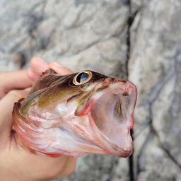 アカハタ