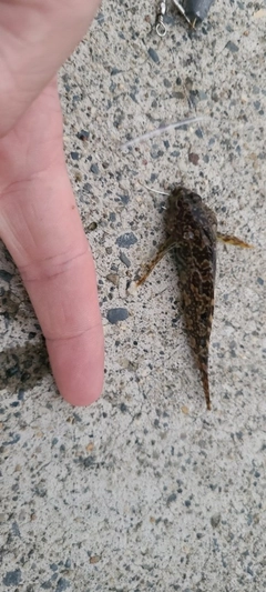 ハゼの釣果