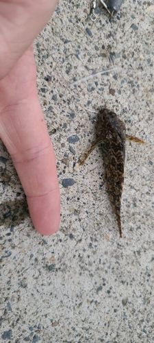 ハゼの釣果