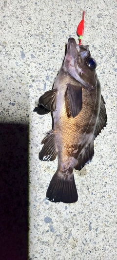 メバルの釣果